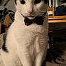 animal, black_and_white, bow_tie, cat, chair, cozy, curious, cute, domestic, fluffy, fur, furniture, household, indoor, mammal, pet, portrait, sitting, table, whiskers