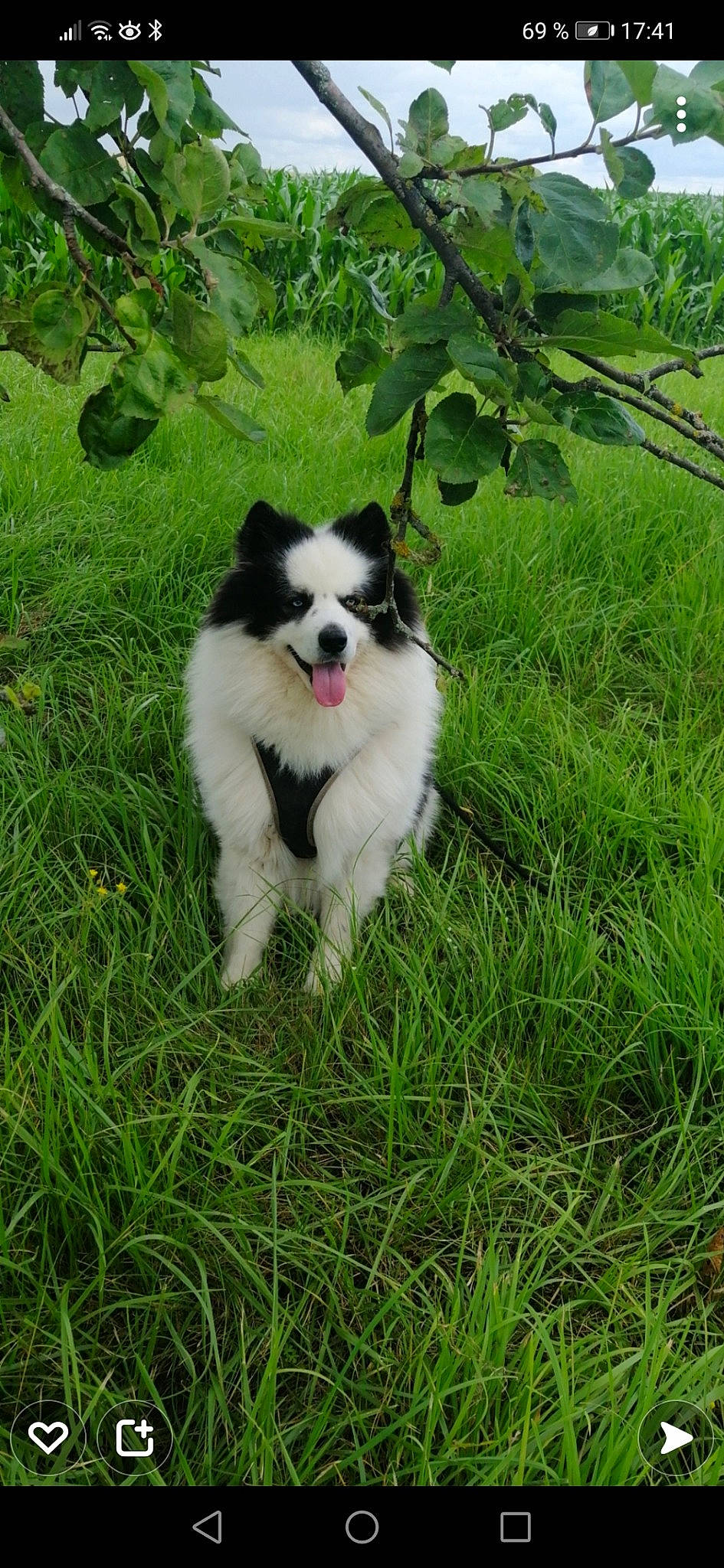 Odin
