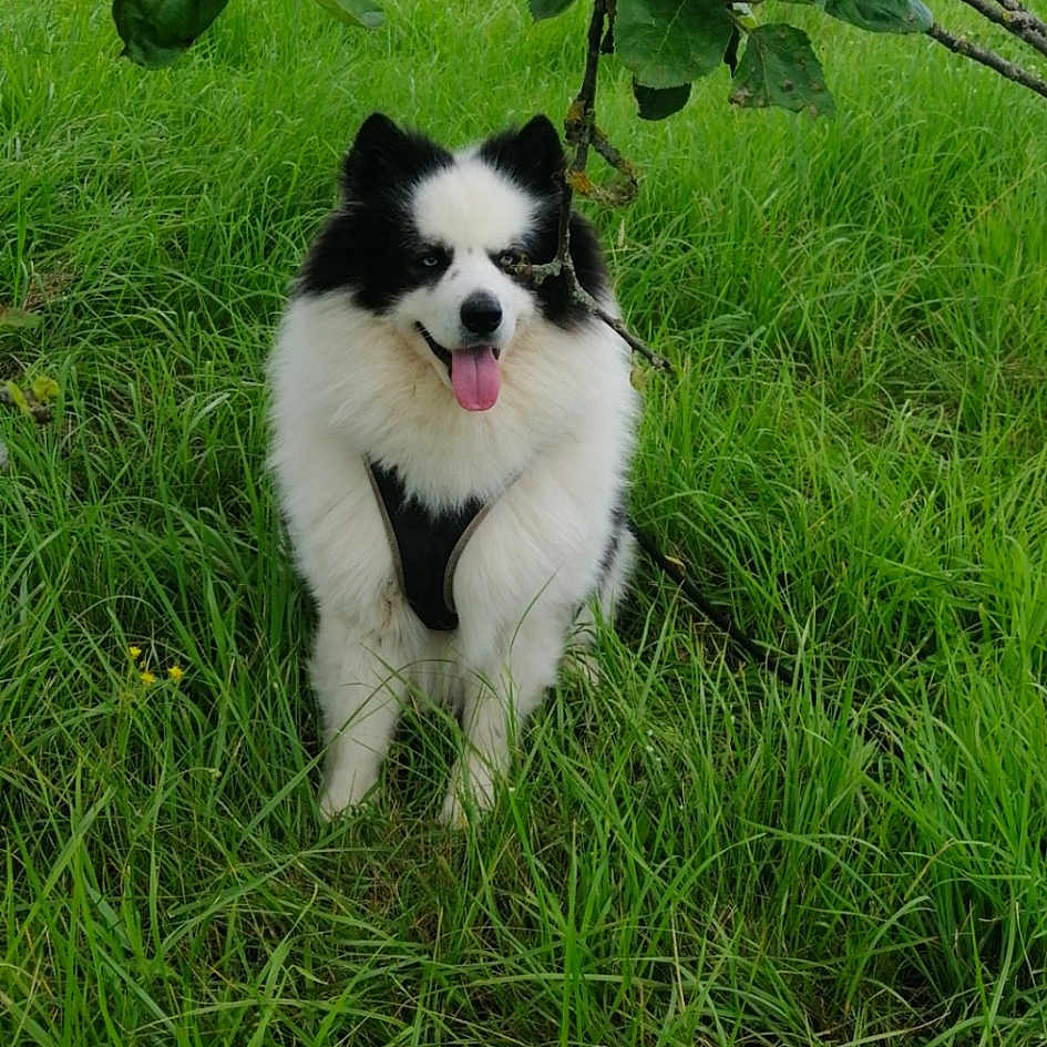 Odin