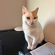 Spaz joined the competition — help win amazing prizes! cat, white_cat, orange_cat, desk, indoor, pet, animal, curious, sitting, wall, plastic_bag, cable, black_surface, feline, domestic_cat, fur, whiskers, ears, paws, looking