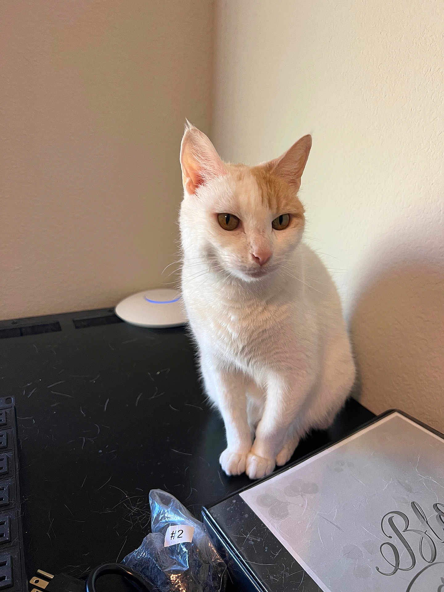 Spaz joined the competition — help win amazing prizes! cat, white_cat, orange_cat, desk, indoor, pet, animal, curious, sitting, wall, plastic_bag, cable, black_surface, feline, domestic_cat, fur, whiskers, ears, paws, looking