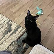 Booster is registered to the contest to win money with this photo: black_cat, cat, pet, indoor, wood_floor, rug, toy, feather_toy, curious, looking_up, green_eyes, feline, domestic_animal, playful, cozy, flooring, home, animal, sitting, collar