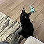 black_cat, cat, pet, indoor, wood_floor, rug, toy, feather_toy, curious, looking_up, green_eyes, feline, domestic_animal, playful, cozy, flooring, home, animal, sitting, collar