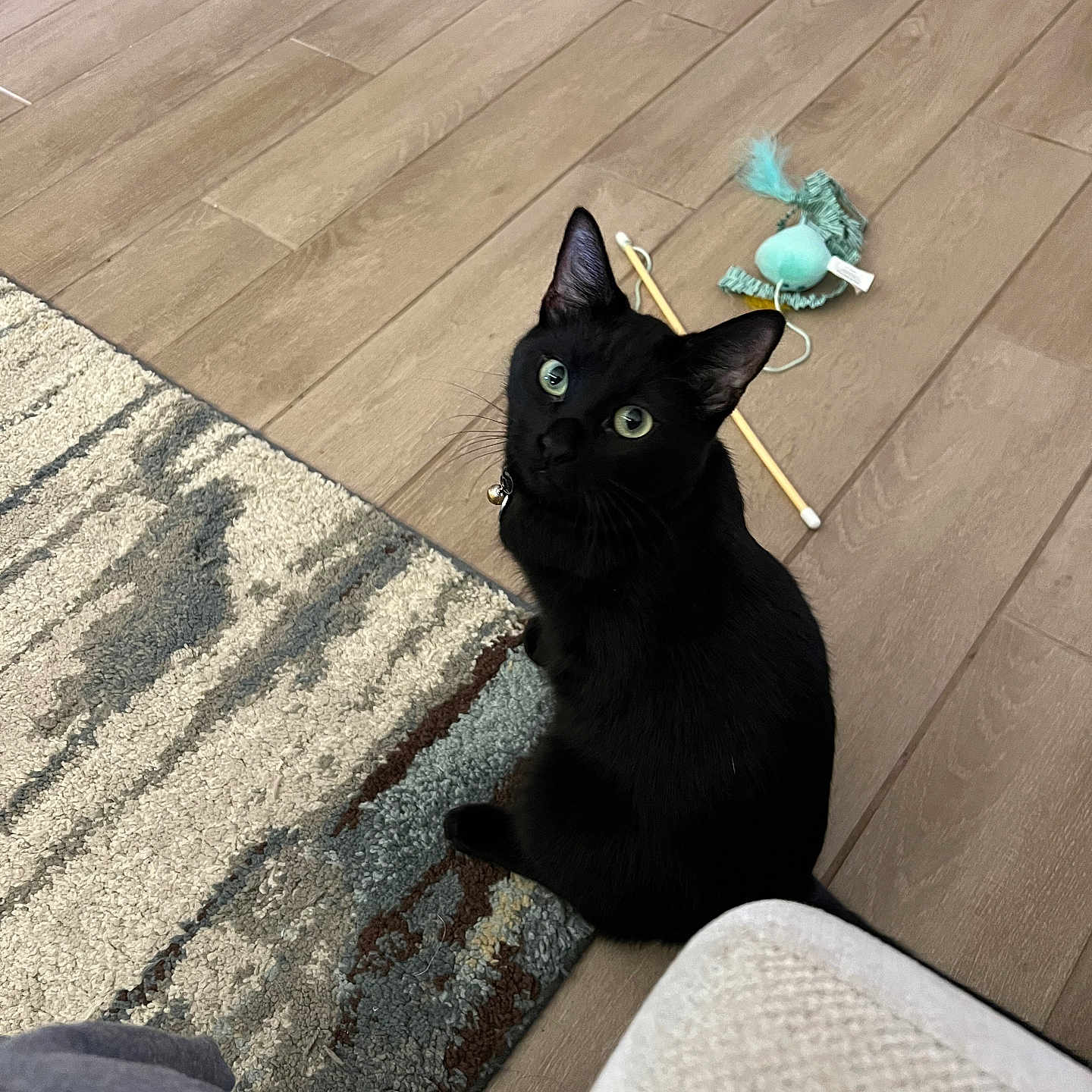Booster is registered to the contest to win money with this photo: animal, black_cat, cat, collar, cozy, curious, domestic_animal, feather_toy, feline, flooring, green_eyes, home, indoor, looking_up, pet, playful, rug, sitting, toy, wood_floor