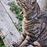 Fripouille participe au concours pour gagner de l'argent avec cette photo : cat, tabby, yawning, animal, pet, outdoor, wood, plank, grass, collar, whiskers, feline, mammal, nature, closeup, striped, side_view, mouth_open, paws, fur