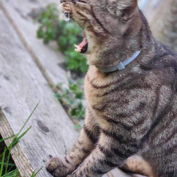 Fripouille participe au concours pour gagner de l'argent avec cette photo : cat, tabby, yawning, animal, pet, outdoor, wood, plank, grass, collar, whiskers, feline, mammal, nature, closeup, striped, side_view, mouth_open, paws, fur