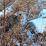 Fripouille a rejoint le concours — aidez-le/la à gagner de superbes lots ! tabby_cat, snow, grass, winter, outdoor, nature, animal, wildlife, field, dry_grass, brown, green_eyes, feline, mammal, plant, tree_branch, camouflage, daylight, cold, bushes