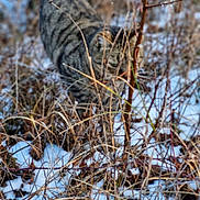 Fripouille participe au concours pour gagner de l'argent avec cette photo : cat, tabby, snow, grass, winter, outdoor, nature, animal, camouflage, wildlife, feline, brown, gray, plant, leafless, cold, walking, mammal, season, background