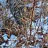 cat, tabby, snow, grass, winter, outdoor, nature, animal, camouflage, wildlife, feline, brown, gray, plant, leafless, cold, walking, mammal, season, background