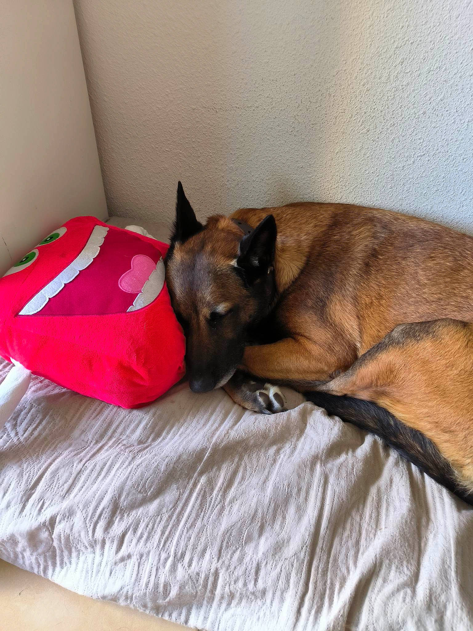 Jiska a rejoint le concours — aidez-le/la à gagner de superbes lots ! bed, bed_sheet, bedding, canidae, carnivore, comfort, companion_dog, couch, dog, dog_breed, dog_supply, fawn, felidae, flooring, linens, liver, small_to_medium_sized_cats, snout, sporting_group, whiskers