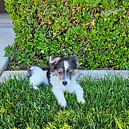 Oreo joined the competition — help win amazing prizes! puppy, dog, grass, bush, outdoor, pet, animal, cute, fur, small, young, nature, green, sunlight, garden, laying, ears, adorable, friendly, domestic