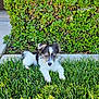 puppy, dog, grass, bush, outdoor, pet, animal, cute, fur, small, young, nature, green, sunlight, garden, laying, ears, adorable, friendly, domestic