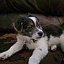 Oreo joined the competition — help win amazing prizes! puppy, dog, pet, collar, leather_couch, brown, white, fur, cute, young, animal, paw, laying_down, indoor, domestic_animal, resting, face, ears, whiskers, nail