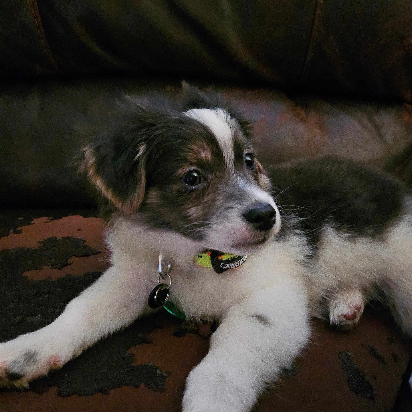 Oreo joined the competition — help win amazing prizes! animal, brown, collar, cute, dog, domestic_animal, ears, face, fur, indoor, laying_down, leather_couch, nail, paw, pet, puppy, resting, whiskers, white, young