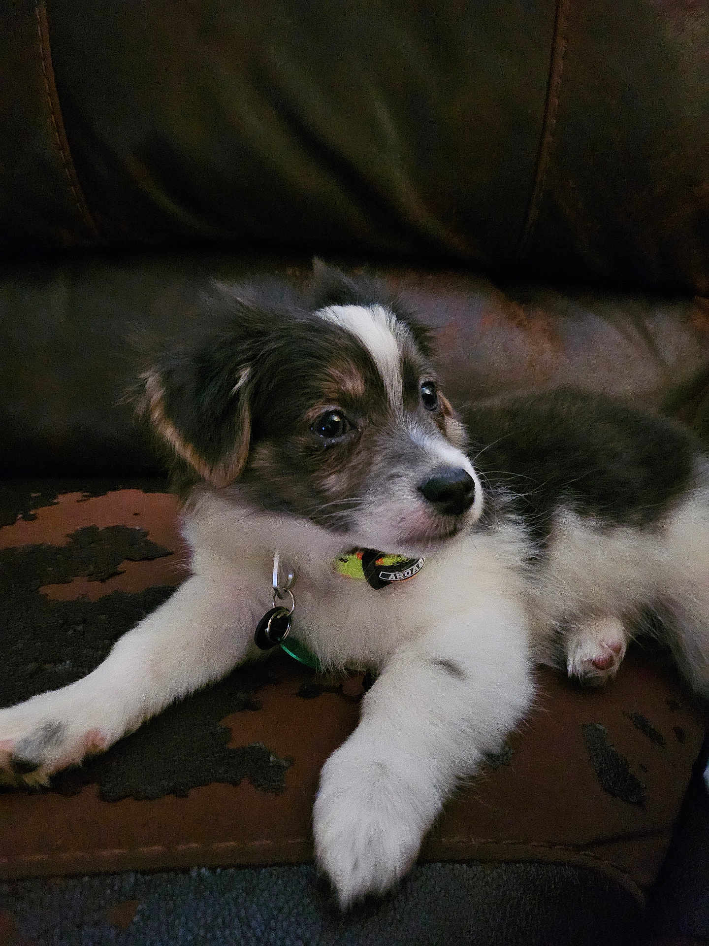 Oreo