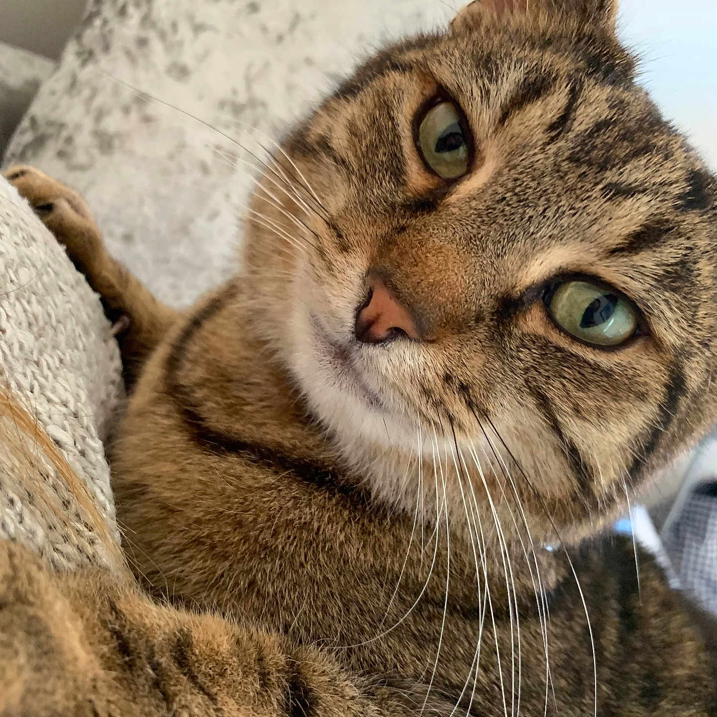 Coco is registered to the contest to win money with this photo: abyssinian, animal, blanket, cat, couch, egyptiancat, furniture, kitten, manx, person, pet, sleeping