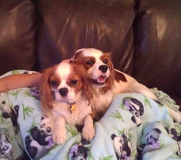 Riley joined the competition — help win amazing prizes! canidae, carnivore, cavalier_king_charles_spaniel, companion_dog, corgi_chihuahua, couch, dog, dog_breed, dog_supply, fawn, fur, king_charles_spaniel, liver, smile, snout, spaniel, sporting_group, toy, toy_dog, working_animal