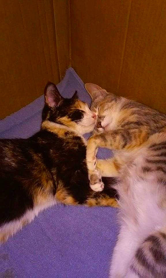 Bella is registered to the contest to win money with this photo: carnivore, cat, claw, comfort, domestic_short_haired_cat, fawn, felidae, foot, fur, lap, mammal, paw, small_to_medium_sized_cats, tail, vertebrate, whiskers