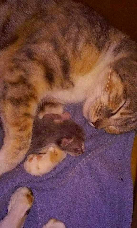 Hazel And Bella joined the competition — help win amazing prizes! brown, carnivore, cat, claw, cloud, comfort, domestic_short_haired_cat, fawn, felidae, fur, love, mountain, nap, paw, sky, sleep, small_to_medium_sized_cats, tail, whiskers, wood