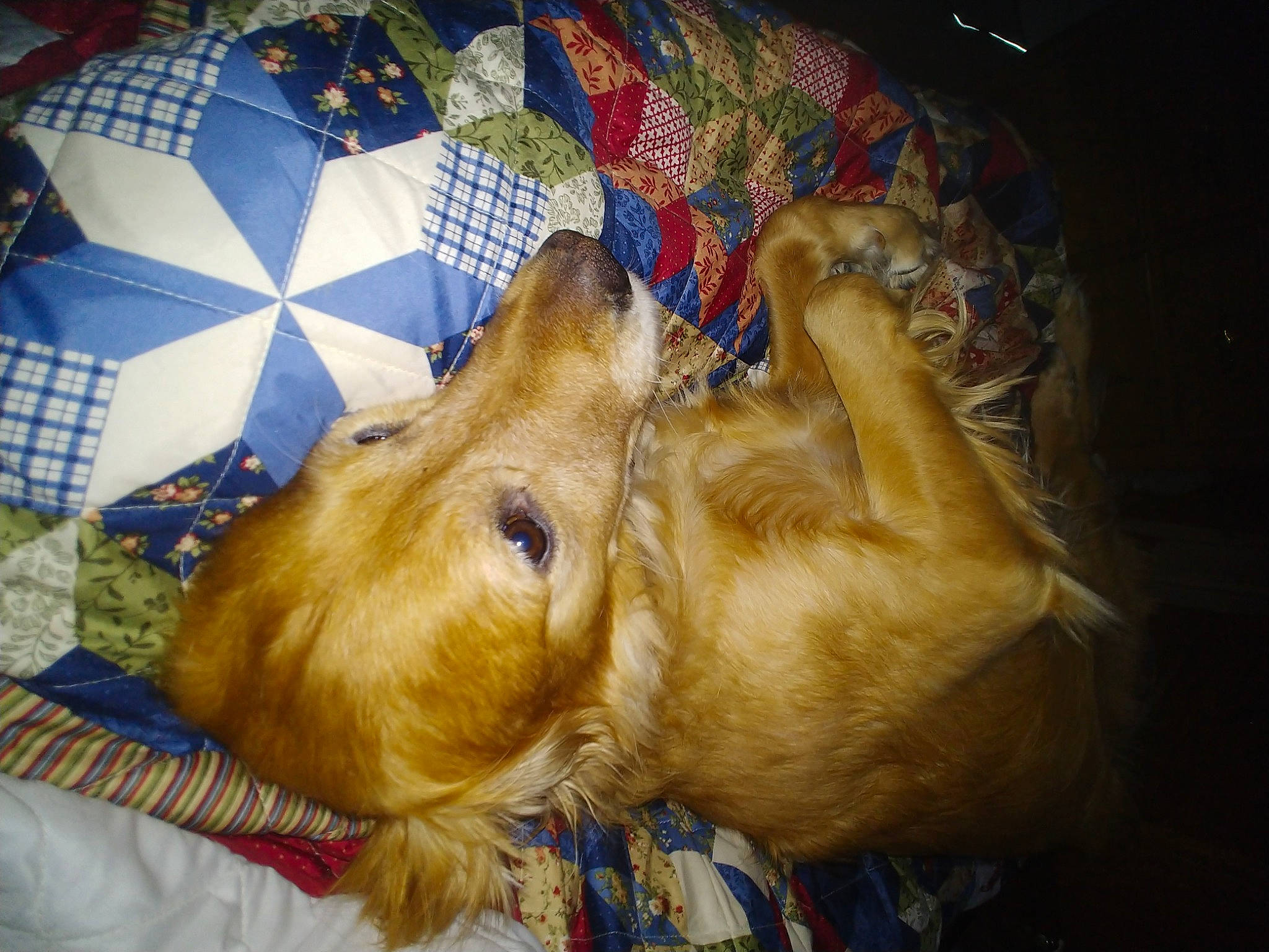 Hamilton is registered to the contest to win money with this photo: airedale_terrier, canidae, carnivore, companion_dog, dog, dog_breed, fawn, felidae, fur, liver, pattern, retriever, snout, spaniel, terrier, toy, toy_dog, welsh_terrier, whiskers, working_animal