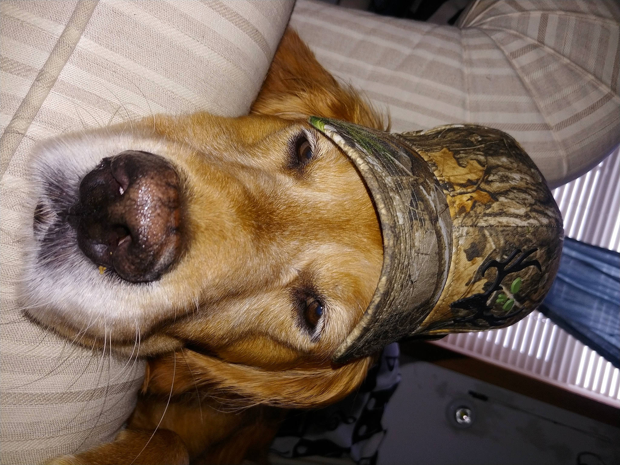 Hamilton is registered to the contest to win money with this photo: canidae, carnivore, comfort, companion_dog, dog, dog_breed, eyewear, fawn, fur, guard_dog, jaw, liver, retriever, sculpture, snout, sporting_group, statue, whiskers, wood, working_animal