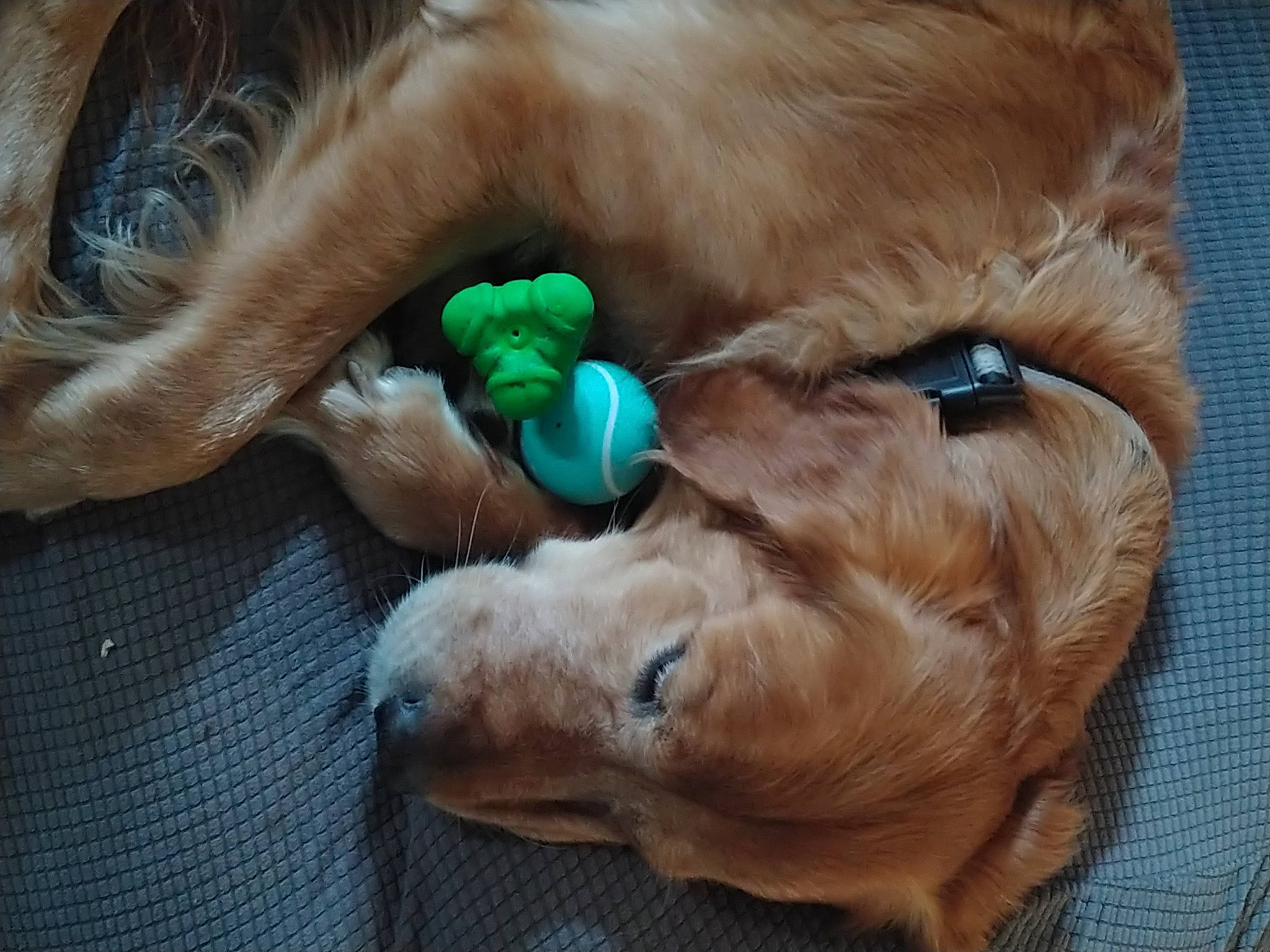 Hamilton is registered to the contest to win money with this photo: canidae, carnivore, companion_dog, dog, dog_breed, dog_collar, dog_supply, ear, fashion_accessory, fawn, fur, liver, paw, pet_supply, puppy, snout, sporting_group, whiskers, working_animal, wrinkle