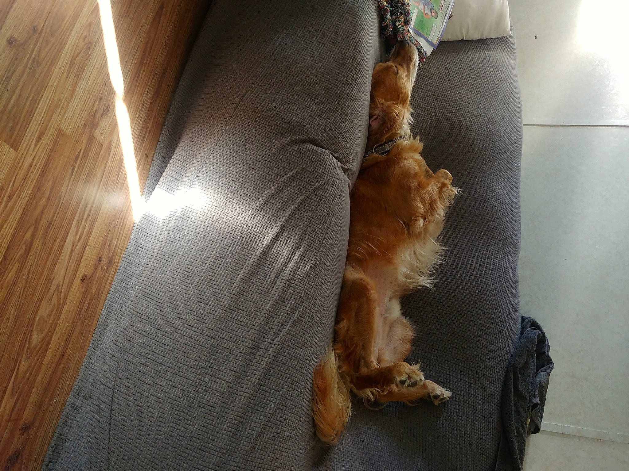 Hamilton joined the competition — help win amazing prizes! auto_part, automotive_exterior, canidae, carnivore, comfort, companion_dog, dog, dog_breed, fawn, felidae, fur, human_leg, pet_supply, snout, tail, tints_and_shades, vehicle_door, whiskers, window, wood