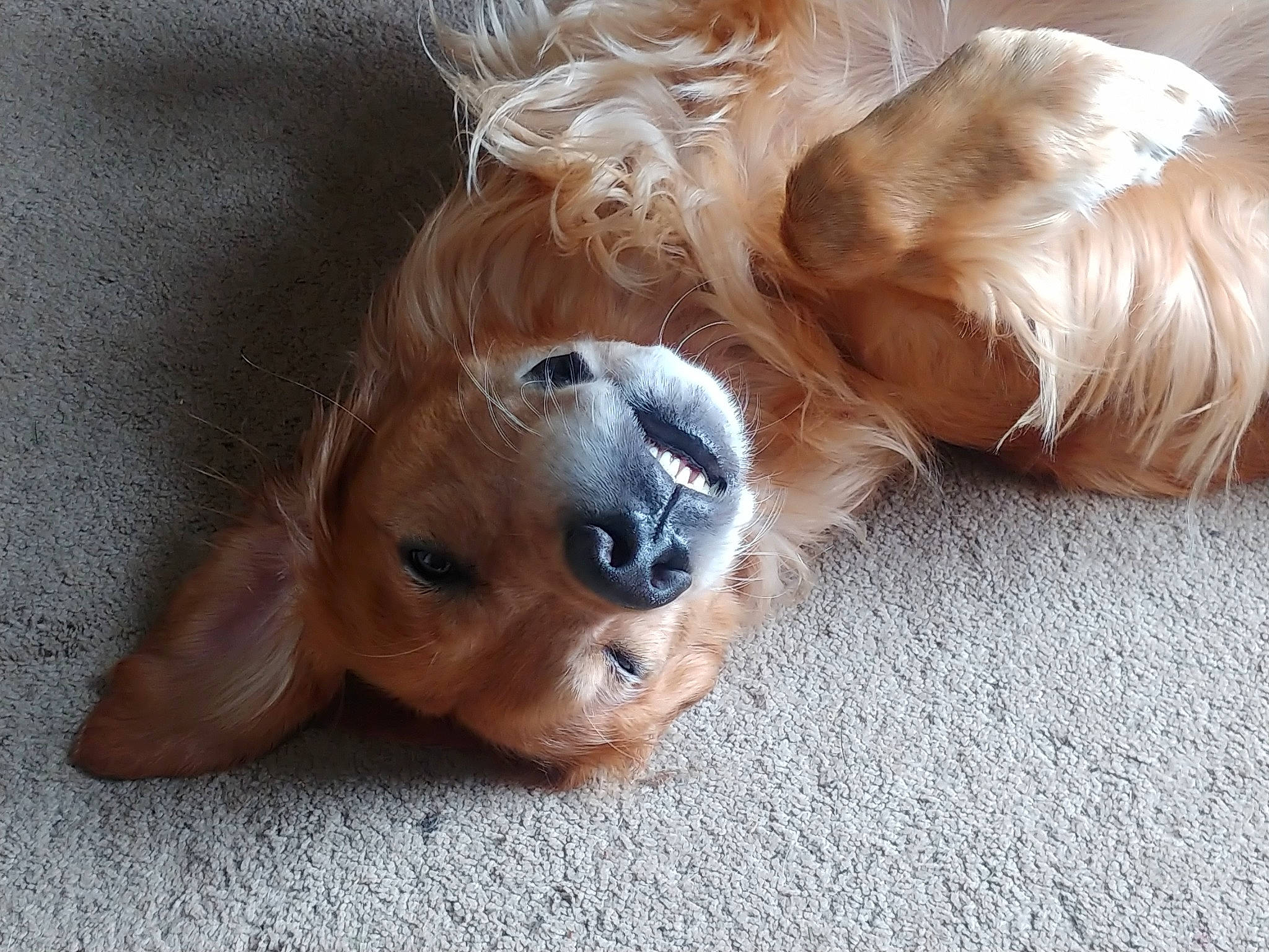 Hamilton is registered to the contest to win money with this photo: ball, carnivore, companion_dog, dog, dog_breed, dog_supply, dog_toy, fawn, fur, liver, paw, pet_supply, retriever, snout, sporting_group, toy, toy_dog, whiskers, wood, working_animal