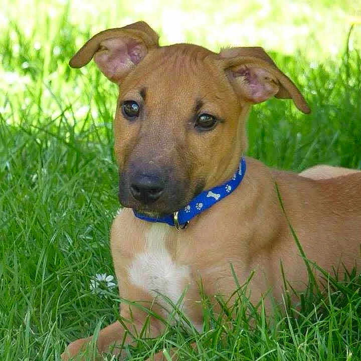 Archie