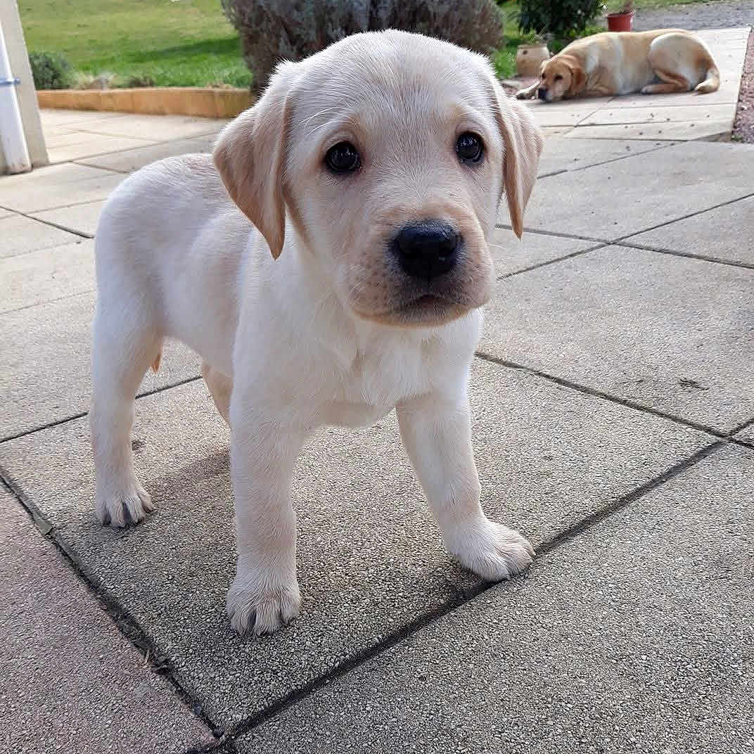Olea a rejoint le concours — aidez-le/la à gagner de superbes lots ! animal, canine, city, dog, flagstone, goldenretriever, grass, hound, labradorretriever, path, pet, plant, puppy, road, sidewalk, slate, street, urban, walkway, whitedog