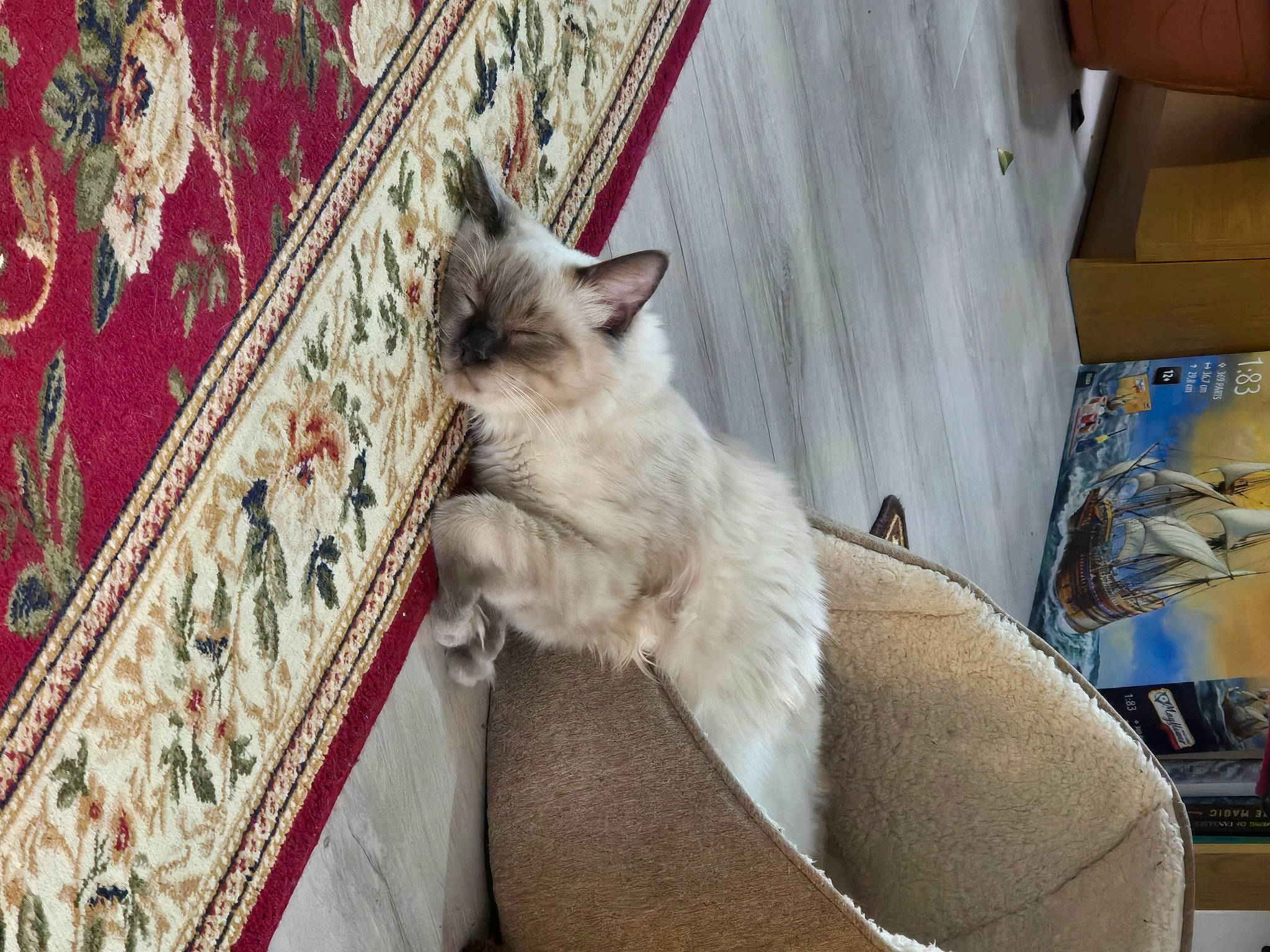 Gizmo joined the competition — help win amazing prizes! carnivore, cat, comfort, domestic_short_haired_cat, fawn, felidae, flooring, fur, human_leg, paw, siamese, small_to_medium_sized_cats, tail, thai, whiskers, wood