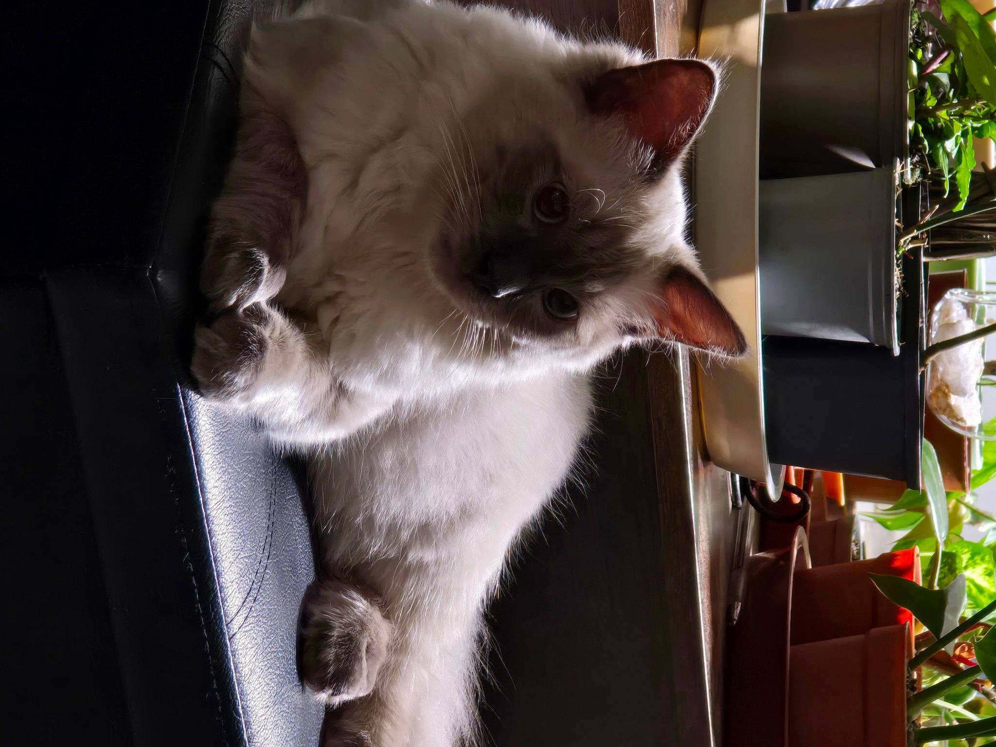 Gizmo joined the competition — help win amazing prizes! carnivore, cat, collar, domestic_short_haired_cat, felidae, fur, houseplant, plant, siamese, small_to_medium_sized_cats, snout, tail, thai, whiskers