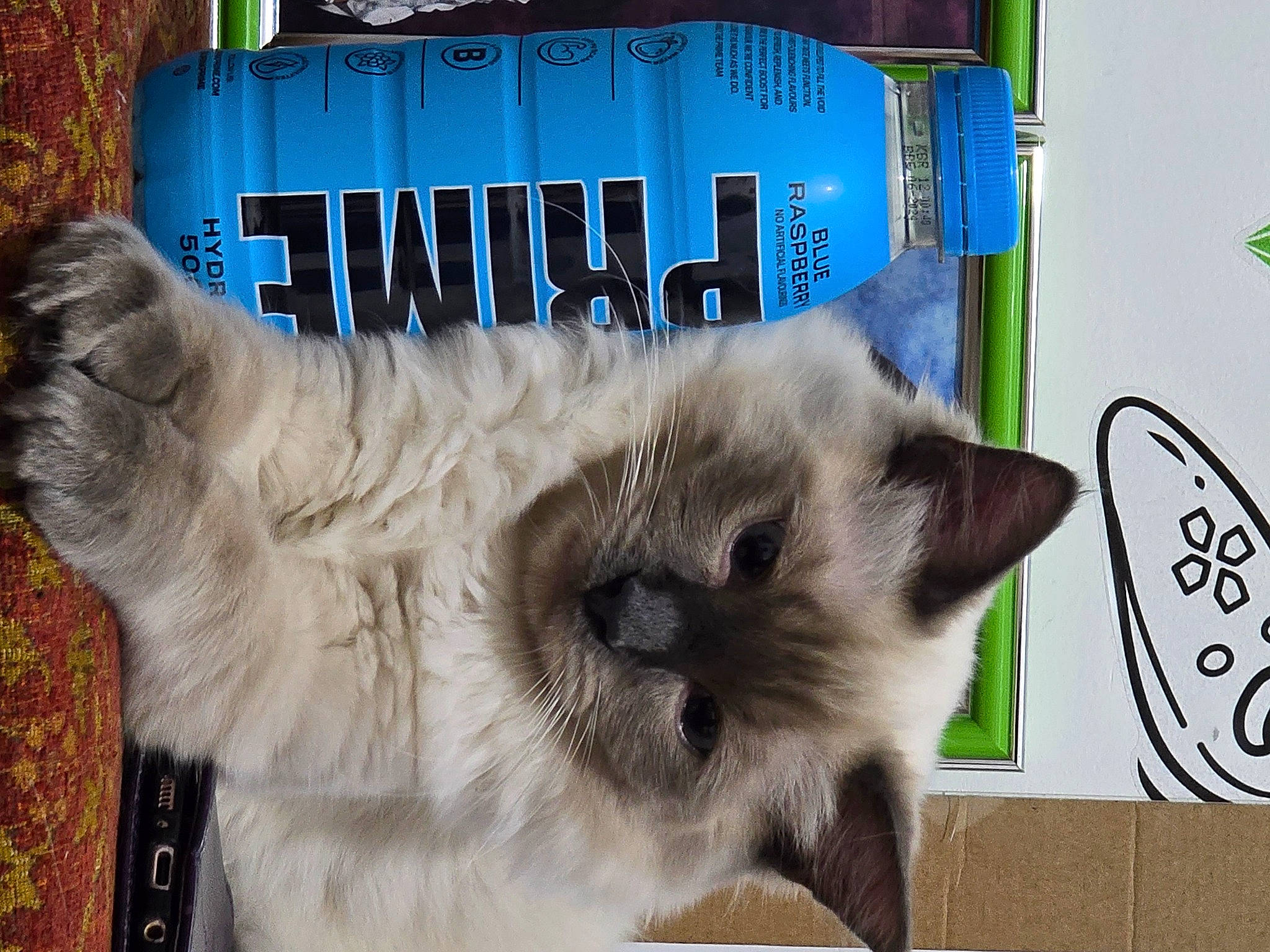 Gizmo is registered to the contest to win money with this photo: balinese, birman, carnivore, cat, fang, fawn, felidae, fur, handwriting, paw, pet_supply, photo_caption, plant, ragdoll, siamese, small_to_medium_sized_cats, tail, thai, tonkinese, whiskers