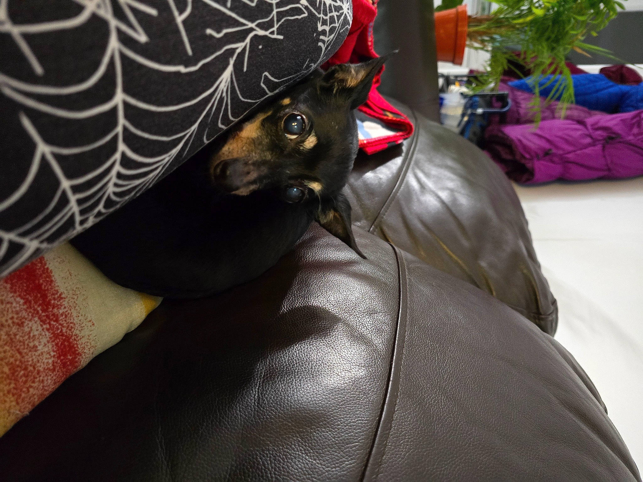 Aiza is registered to the contest to win money with this photo: bat, canidae, carmine, carnivore, comfort, companion_dog, dog_breed, fawn, felidae, fur, grey, guard_dog, linens, magenta, pattern, plant, small_to_medium_sized_cats, snout, toy_dog, whiskers