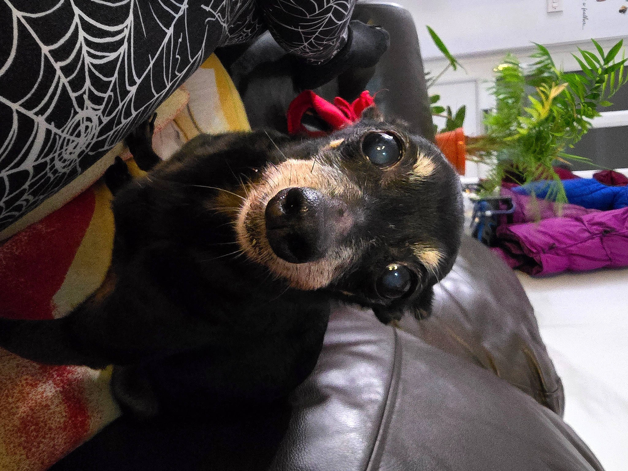 Aiza joined the competition — help win amazing prizes! canidae, carnivore, comfort, companion_dog, dog, dog_breed, ear, eyewear, fawn, flowerpot, fur, guard_dog, houseplant, pattern, personal_protective_equipment, plant, snout, sporting_group, whiskers, working_animal