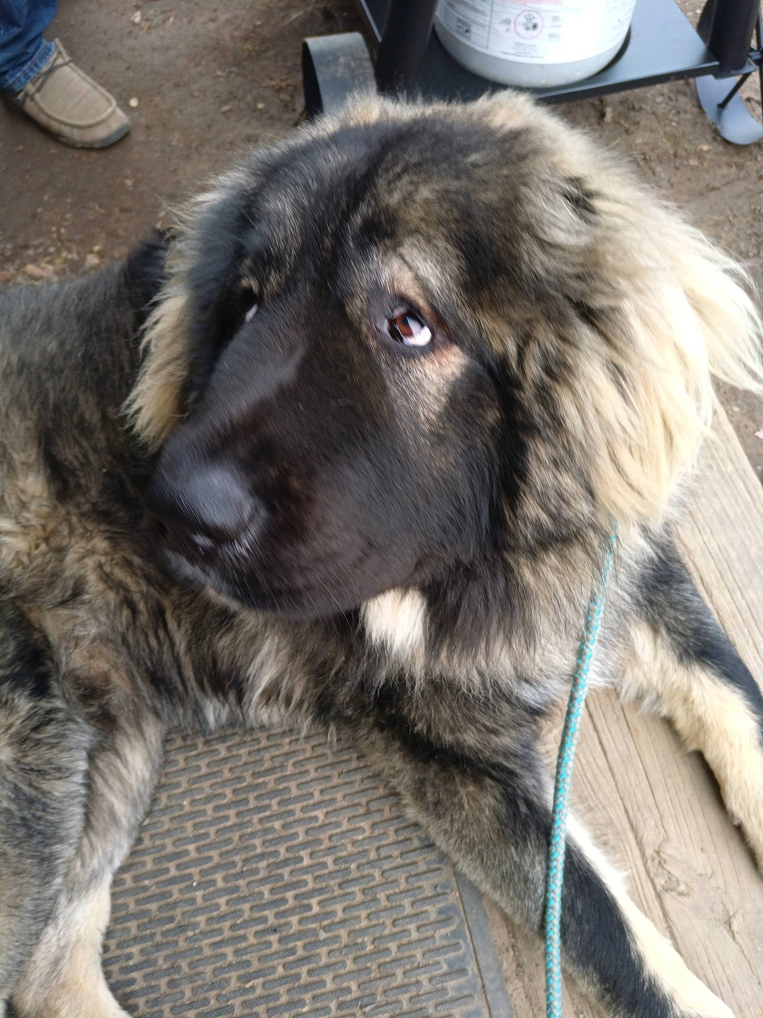 Arthur is registered to the contest to win money with this photo: ancient_dog_breeds, canidae, carnivore, companion_dog, dog, dog_breed, estrela_mountain_dog, fur, giant_dog_breed, snout, sporting_group, terrestrial_animal, walking_shoe, working_animal, working_dog