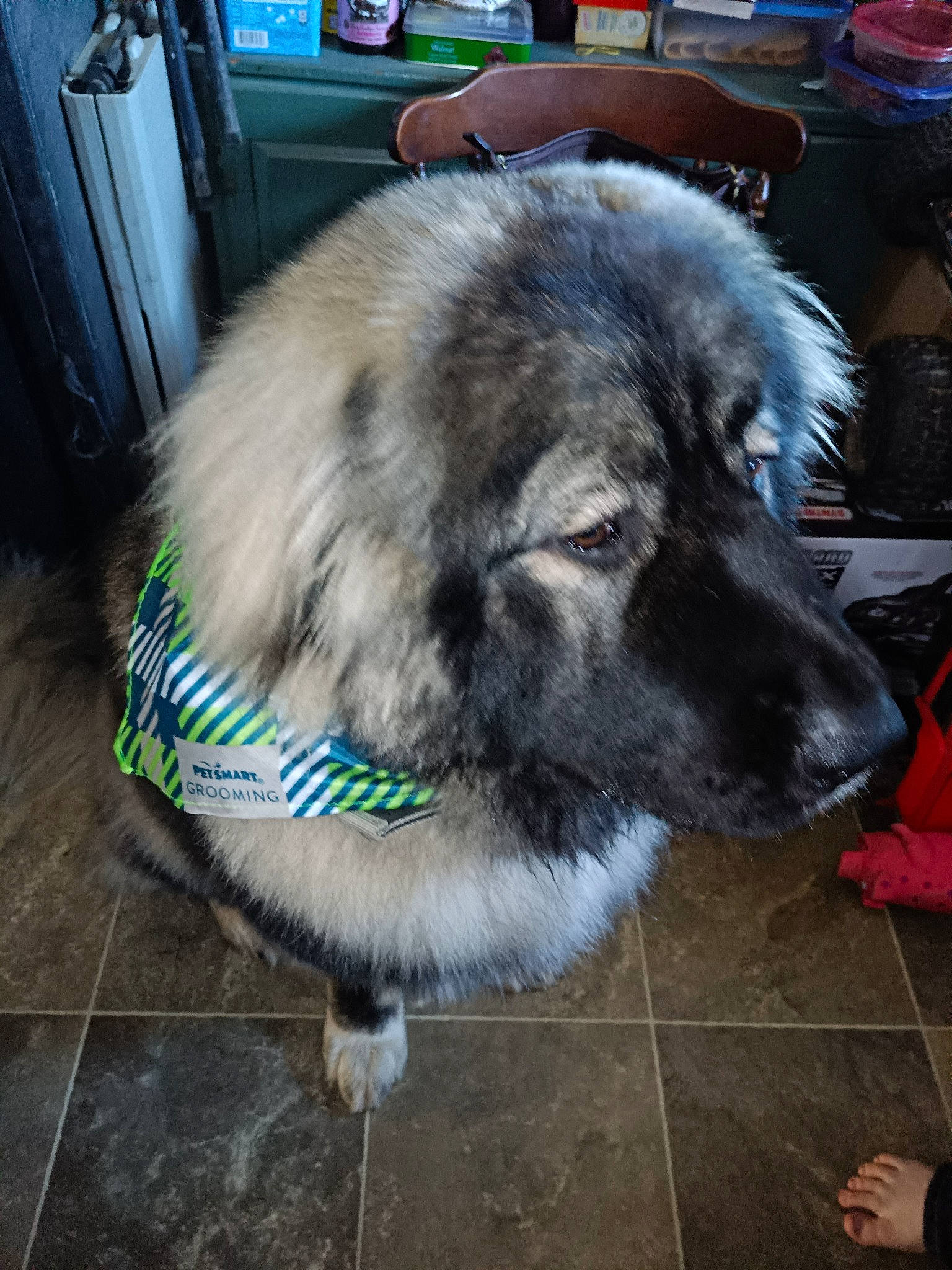 Arthur joined the competition — help win amazing prizes! ancient_dog_breeds, canidae, carnivore, collar, companion_dog, dog, dog_breed, flooring, fur, giant_dog_breed, leonberger, non_sporting_group, puppy, snout, sporting_group, whiskers, working_animal, working_dog