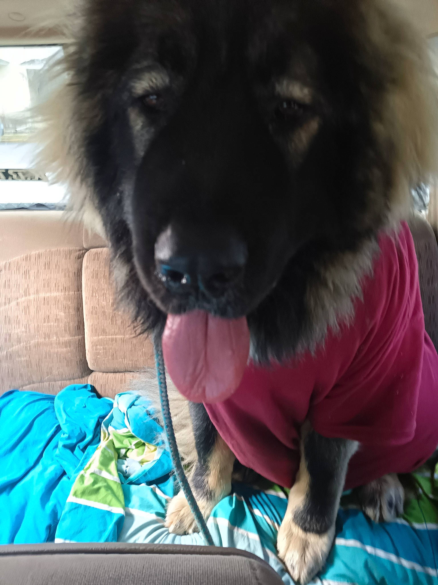 Arthur joined the competition — help win amazing prizes! canidae, carnivore, comfort, companion_dog, couch, dog, dog_breed, dog_supply, fur, grass, guard_dog, linens, picture_frame, pillow, snout, sporting_group, toy_dog, whiskers, working_animal, working_dog