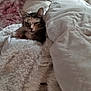 Lillie is registered to the contest to win money with this photo: animal, bed, blanket, cat, comfort, cozy, cute, domestic, feline, fluffy, fur, indoor, laying, pet, relaxed, resting, sleepy, snuggled, soft, warm