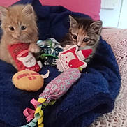 Lillie joined the competition — help win amazing prizes! animal_toy, blanket, blue_blanket, cat, cozy, curious, cute, domestic_animal, feline, fur, indoor, kitten, pet, pink_background, playful, resting, small_animal, soft, toy, young_cat