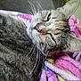 Lillie joined the competition — help win amazing prizes! animal, blanket, cat, close_up, colorful, cozy, cute, ears, face, fur, furry, indoor, nose, pet, relaxed, resting, sleepy, soft, tabby, whiskers