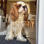 Upsy participe au concours pour gagner de l'argent avec cette photo : dog, cavalier_king_charles_spaniel, indoor, mat, floor, tile_floor, fur, pet, canine, animal, house, chair, furniture, window, sunlight, curtain, portrait, sitting, waiting, cozy