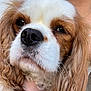 Upsy a rejoint le concours — aidez-le/la à gagner de superbes lots ! dog, cavalier_king_charles_spaniel, close_up, face, nose, ears, curly_hair, pet, animal, brown_and_white, furry, whiskers, portrait, domestic_animal, companion, cute, relaxed, outdoor, human_hand, holding