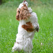 Upsy participe au concours pour gagner de l'argent avec cette photo : dog, grass, outdoor, pet, animal, nature, fur, playful, brown, white, tongue, standing, field, canine, cute, happy, ears, fluffy, summer, greenery