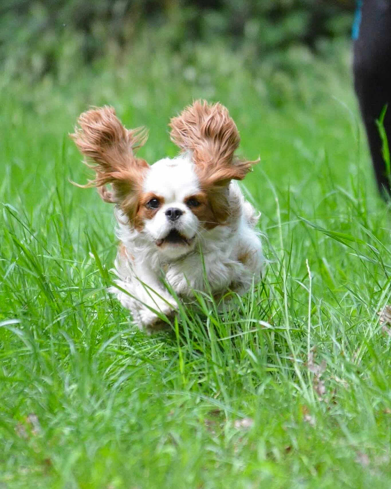 Upsy a rejoint le concours — aidez-le/la à gagner de superbes lots ! dog, running, grass, outdoor, ears_flapping, joyful, animal, pet, nature, motion, speed, canine, field, greenery, fur, energetic, playful, mammal, daylight, active