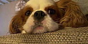 Upsy a rejoint le concours — aidez-le/la à gagner de superbes lots ! dog, cavalier_king_charles_spaniel, close_up, indoor, couch, resting, head, fur, pet, animal, face, whiskers, ears, brown, white, texture, clock, person, background, relaxing