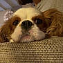 dog, cavalier_king_charles_spaniel, close_up, indoor, couch, resting, head, fur, pet, animal, face, whiskers, ears, brown, white, texture, clock, person, background, relaxing