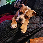 Fluffy joined the competition — help win amazing prizes! dog, puppy, couch, living_room, christmas_tree, holiday_lights, furniture, cozy, indoors, relaxed, brown, white, pet, canine, paw, decor, soft_lighting, home, resting, comfort