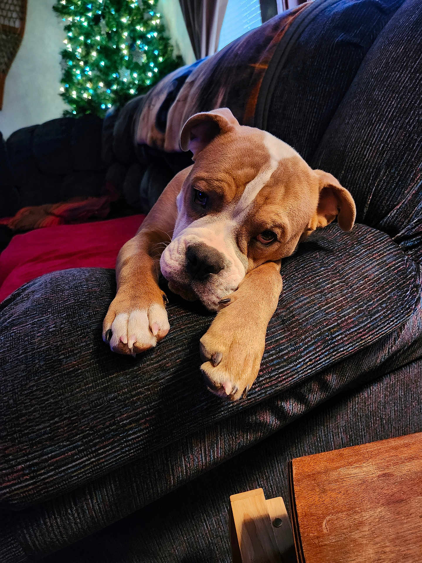 Fluffy joined the competition — help win amazing prizes! dog, puppy, couch, living_room, christmas_tree, holiday_lights, furniture, cozy, indoors, relaxed, brown, white, pet, canine, paw, decor, soft_lighting, home, resting, comfort