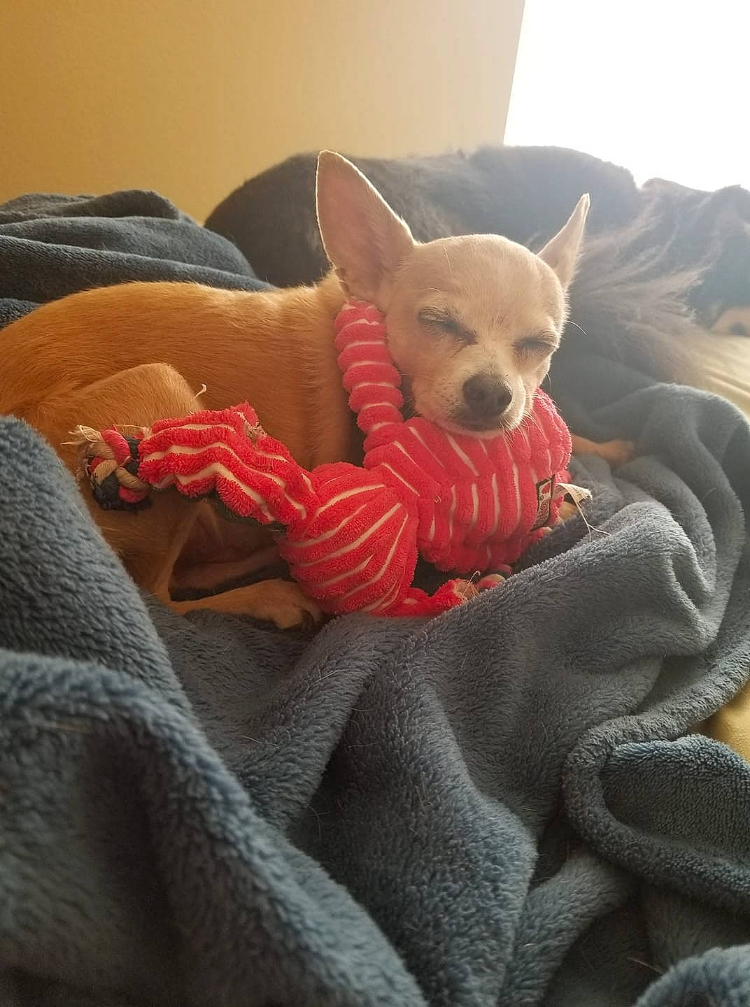 Bolt is registered to the contest to win money with this photo: bed, bedding, canidae, carnivore, comfort, companion_dog, couch, dog, dog_breed, dog_supply, fawn, fur, grey, linens, pillow, snout, sporting_group, toy_dog, whiskers, working_animal